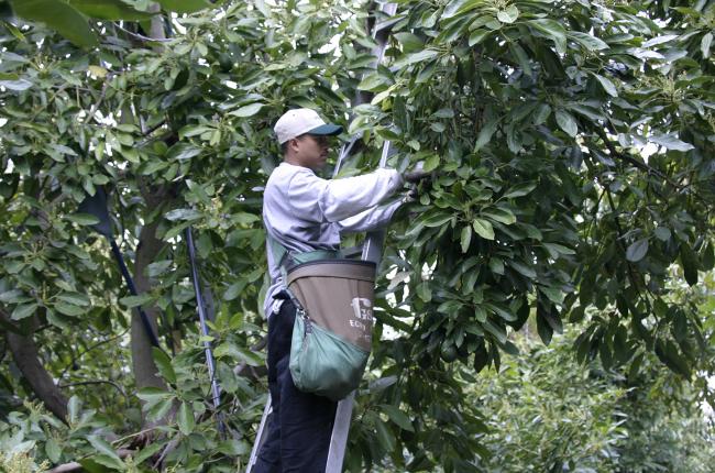 Avocados | Producepedia